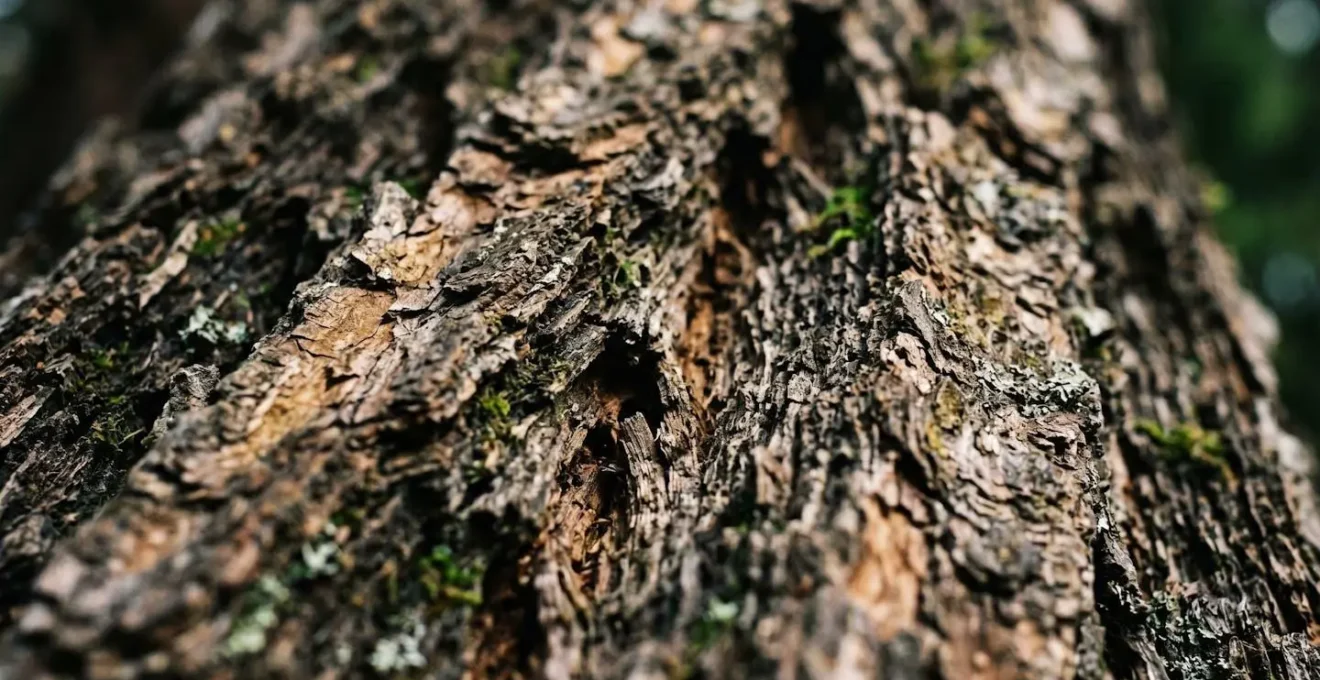 Extreme close-up of ancient Douglas Fir bark showing deep furrows and fire-resistant ridges with moss detail
