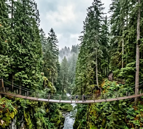 Aerial perspective of two suspension bridges traversing lush temperate rainforest canyon, morning mist filtering through western red cedars and douglas firs