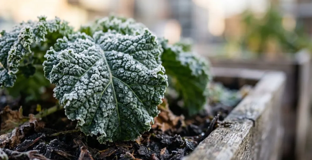 Raised container planters with winter vegetables growing in urban Vancouver setting